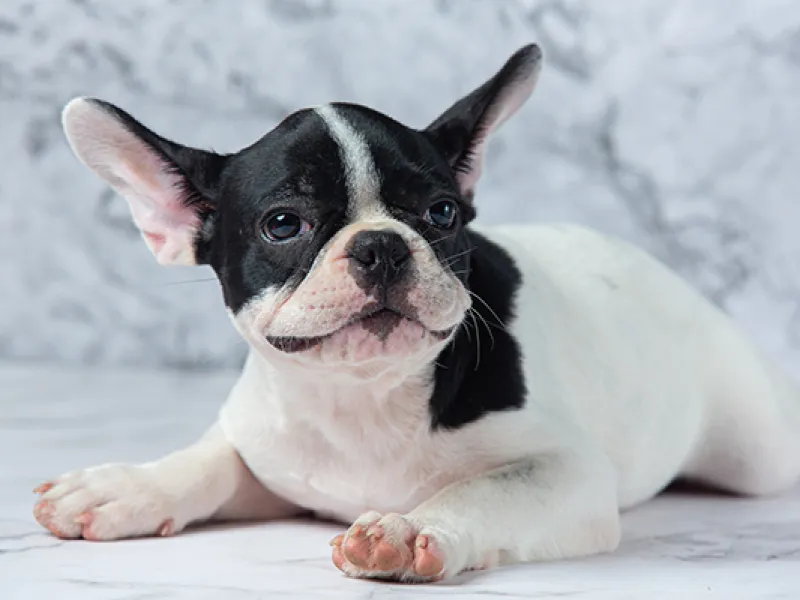 French Bulldog Tear Stains Removal Naturally: Expert Guide