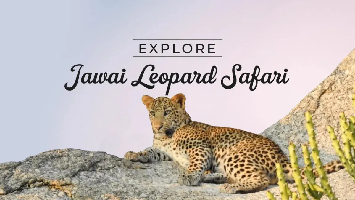 Scenic Udaipur to Jawai Road Trip & Safari Itinerary