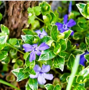 Create a Beautiful Garden with Low Maintenance Groundcover Plants