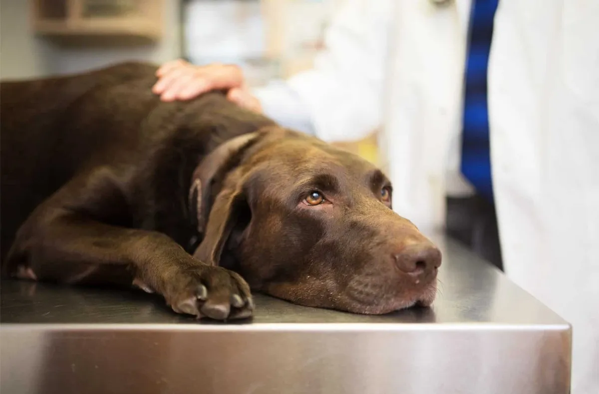 Pet Quality of Life Questionnaire: How to Tell If Your Pet Is Still Enjoying Life