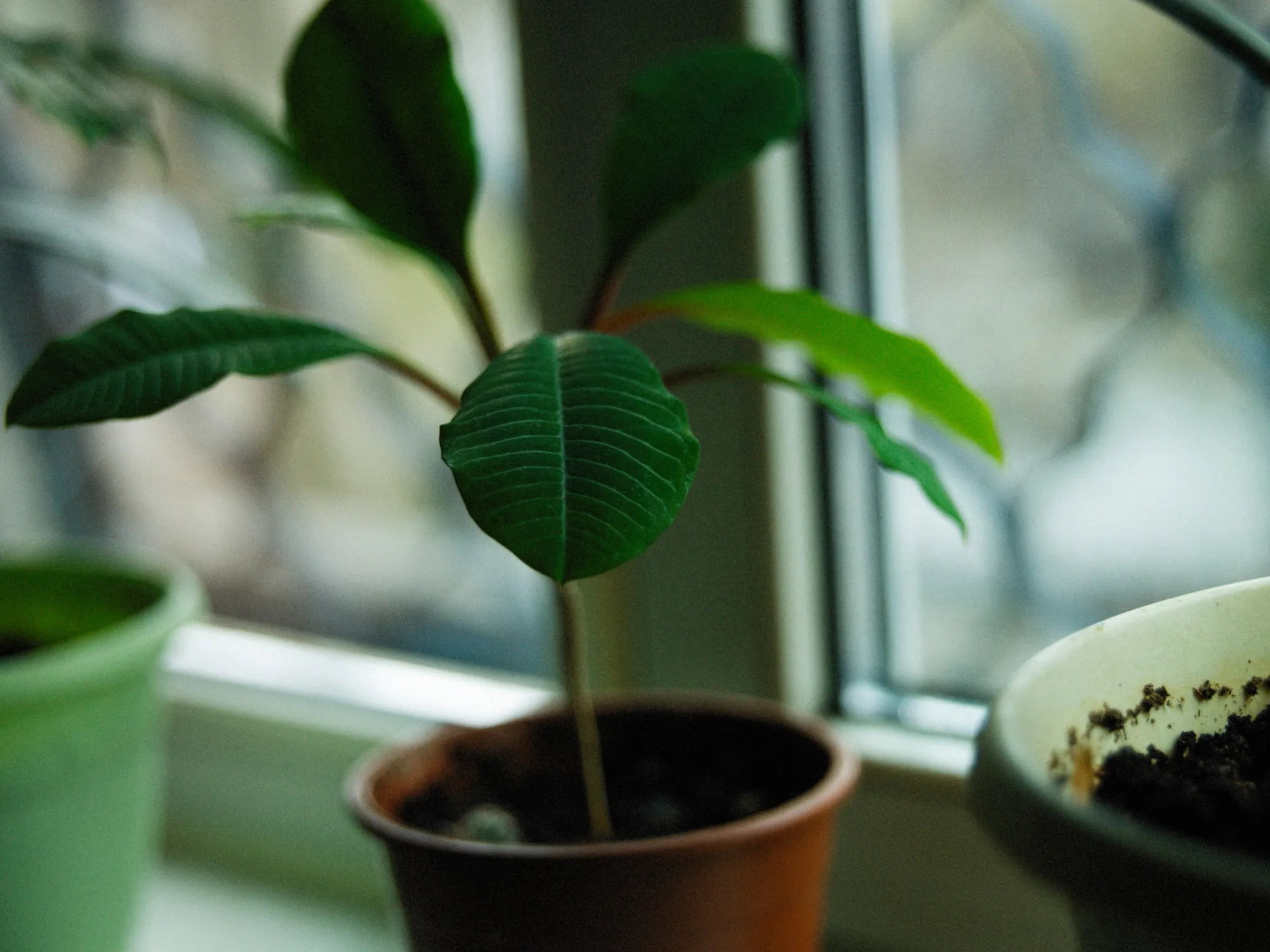 How to Grow Cilantro