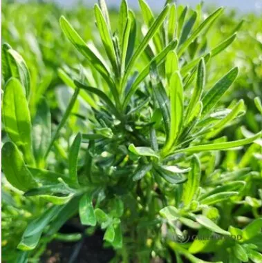 Online Plants Nursery: A Convenient Way to Buy Healthy Plants for Your Garden