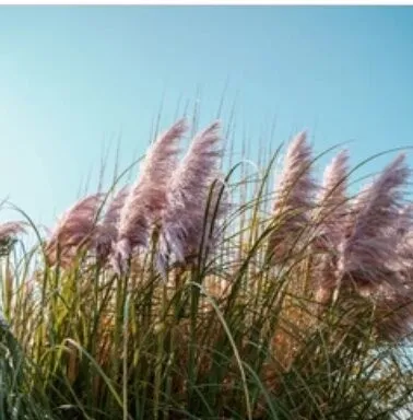 Online Plants Nursery: A Convenient Way to Buy Healthy Plants for Your Garden