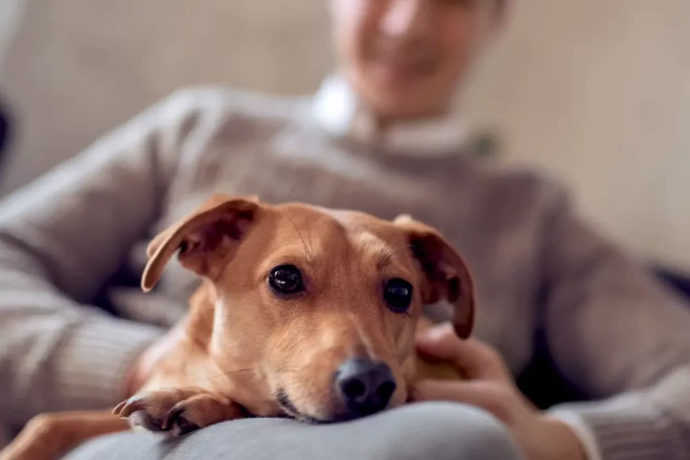 Looking for Pet Sitting in Boulder? Here's How to Choose the Right Care