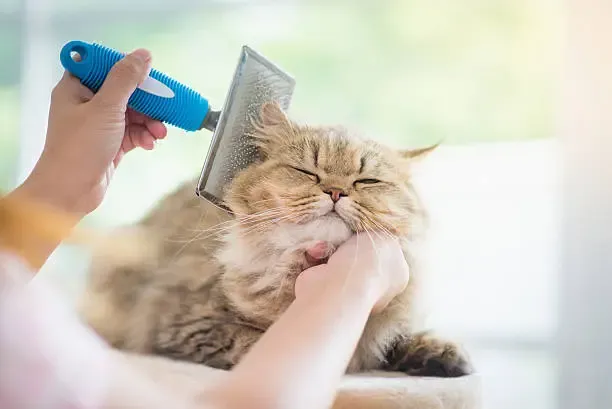 How to Find the Best Cat Groomer in Chicago IL?