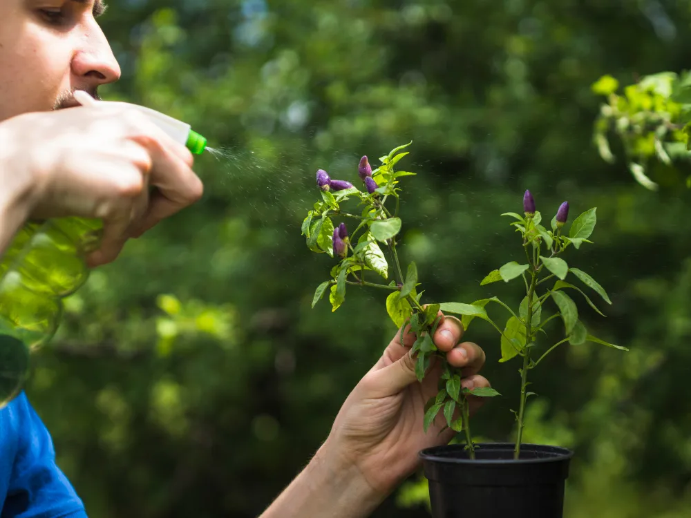 Plant Nutrients and Their Functions