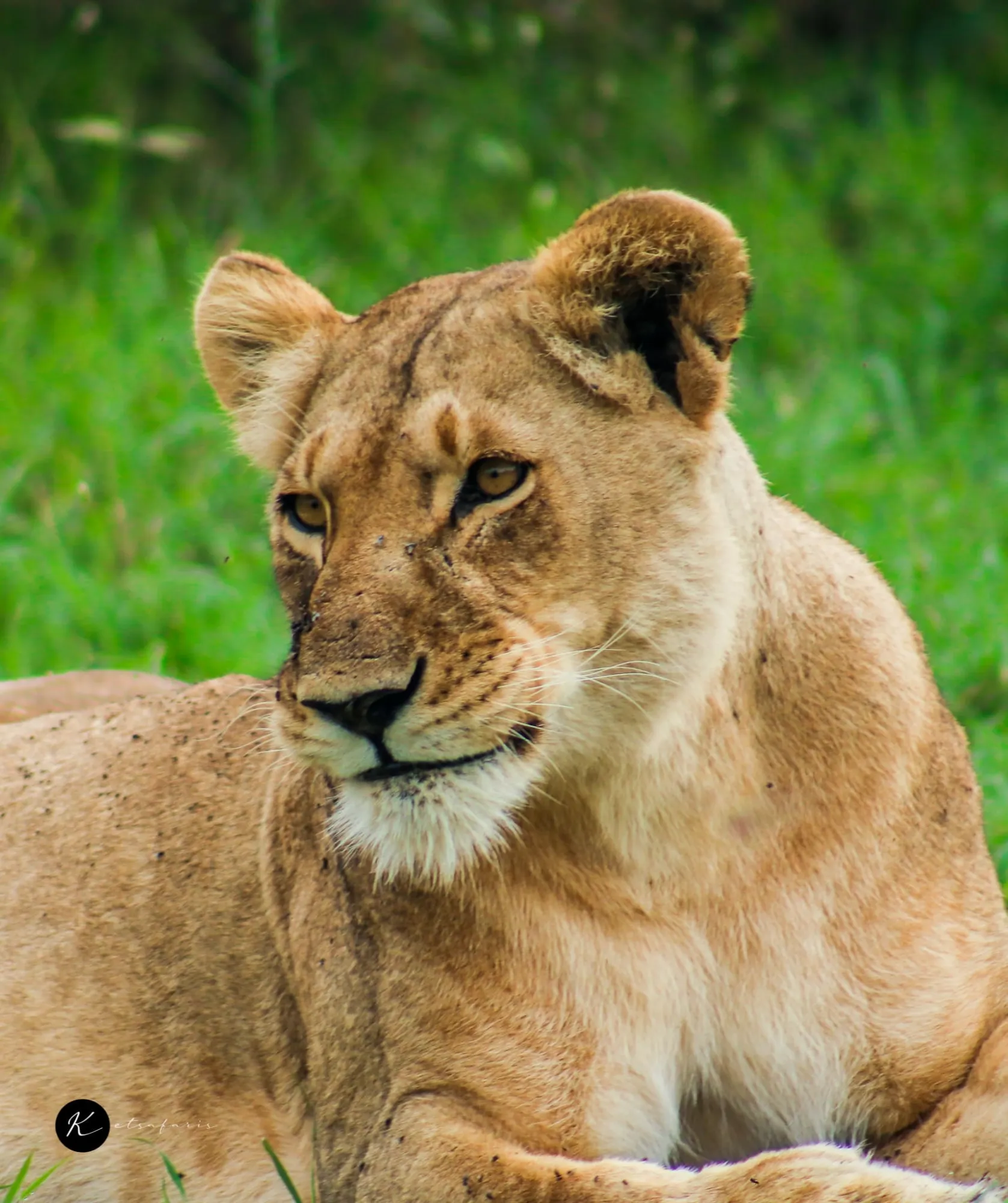 Tsavo East vs. Tsavo West: Which Mombasa-Area Safari Park Should You Visit?