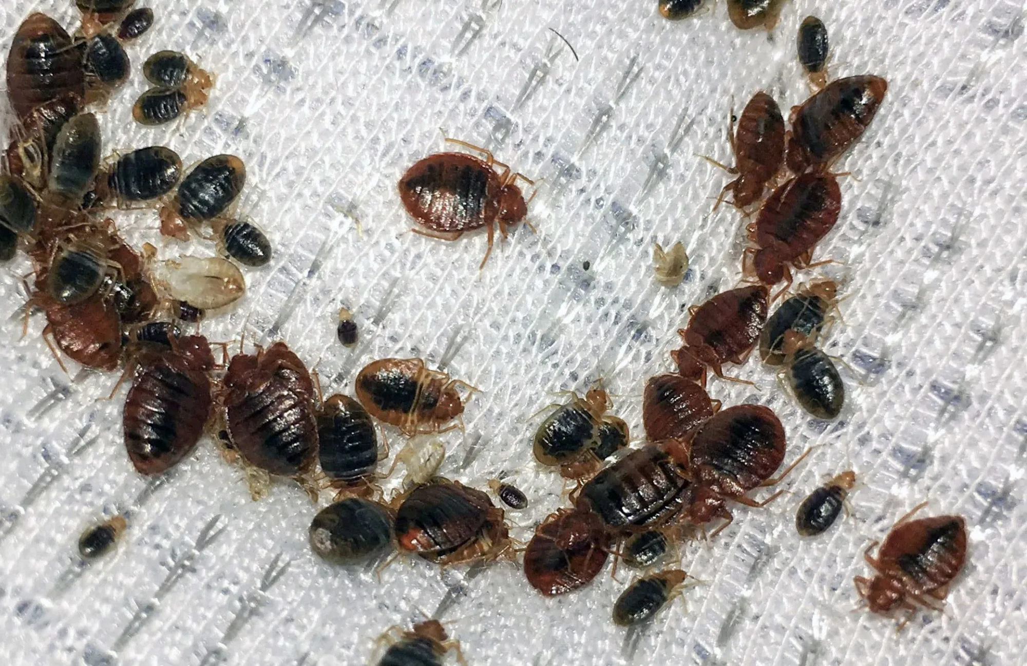 Bed Bugs Control: Effective Ways to Keep Your Home Free from Infestations