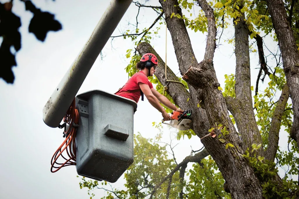 Emergency or Routine? How to Get the Best Tree Service in Waterbury