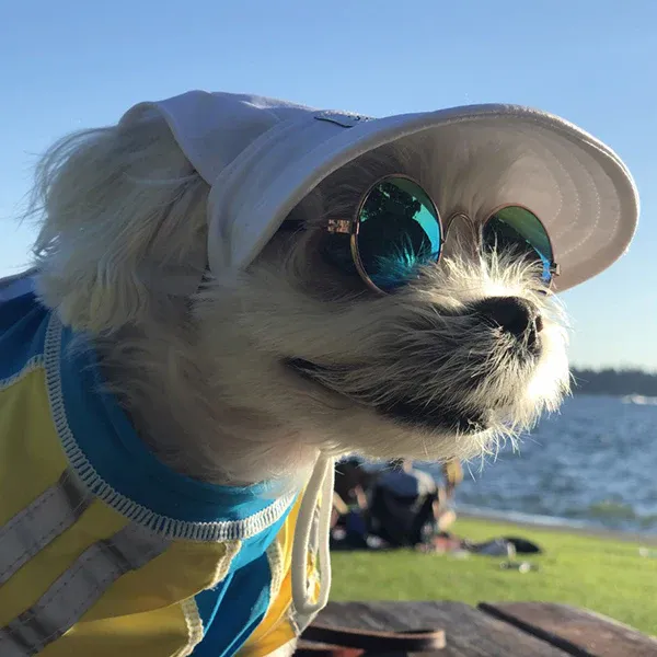 Cooling Products for Dogs Every Pet Owner Should Have