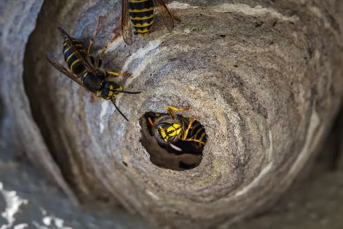 Protecting Outdoor Spaces from Wasps in Richmond