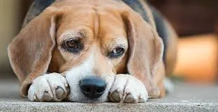 Signs of Cancer in Dogs and How They Can Affect Quality of Life