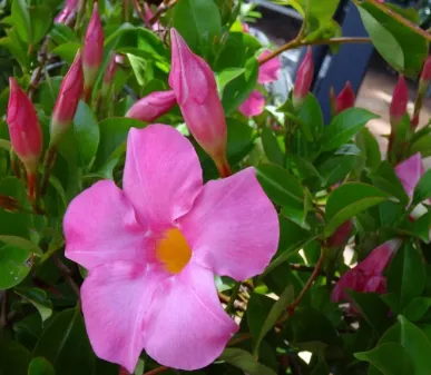 Transform Your Garden with the Beauty and Functionality of Vertical Greenery