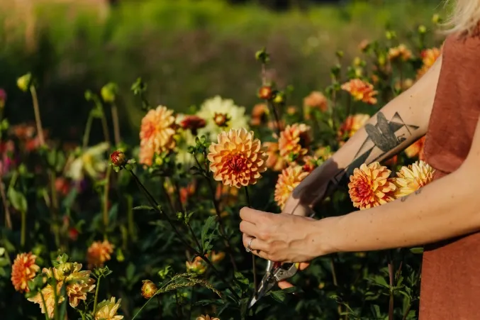 How to Keep Cut Flowers Fresh and Beautiful for Days?
