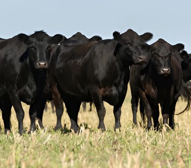 Secure Your Herd with Premier Cattle Mortality Coverage