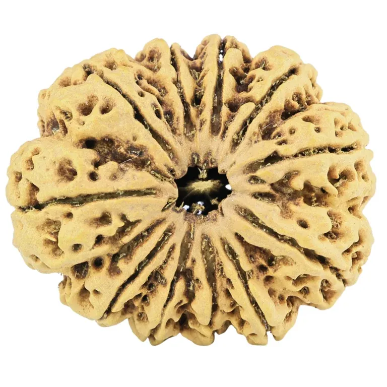 11 Mukhi Rudraksha: How to Identify Original Bead, Benefits & Wearing Method