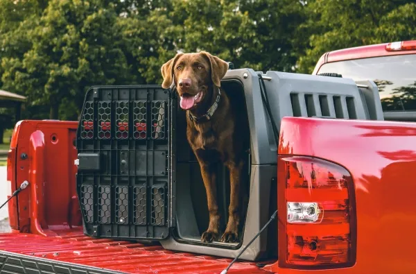 What Are the Main Reasons for Investing in a Dog Crate?
