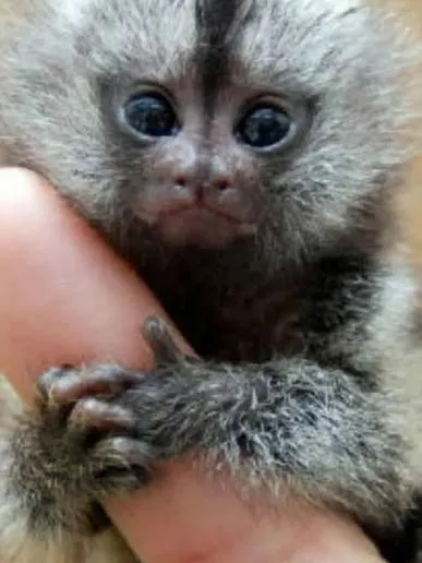 Pygmy Marmoset Monkeys: Size, Habitat, Diet, Behavior, and Care
