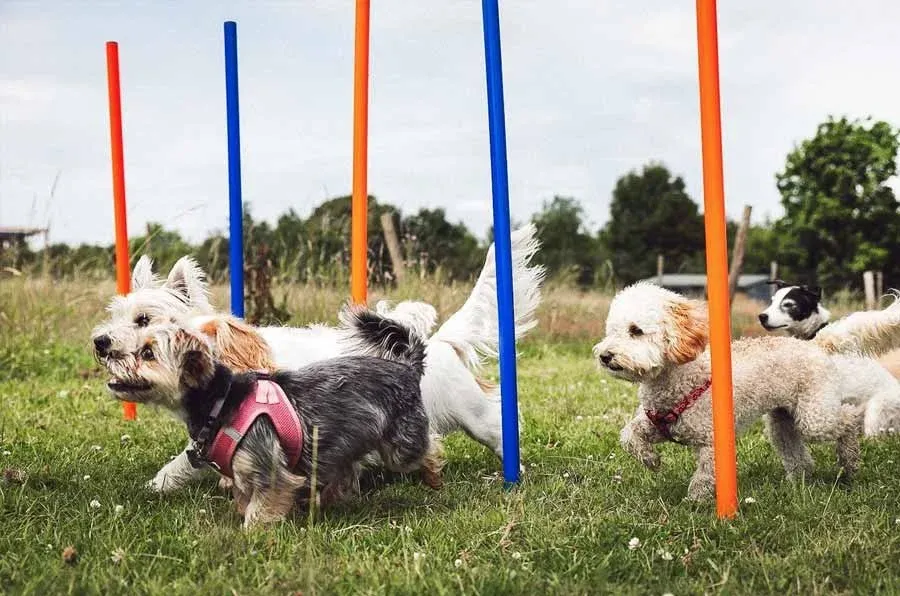 Is Daily Dog Walking in Kensington Worth It for High-Energy Breeds?