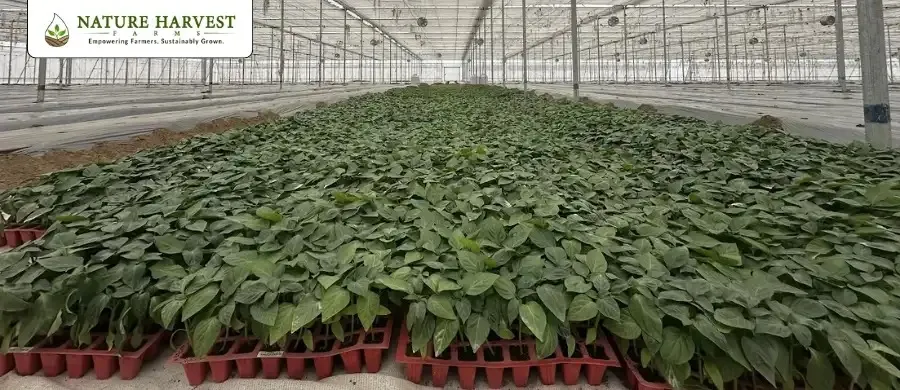 Bell Pepper Farming in Controlled Environments: A Smarter Approach to Quality, Yield & Bulk Supply