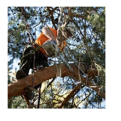Tree Pruning: How Strategic Trimming Prevents Common Tree Problems