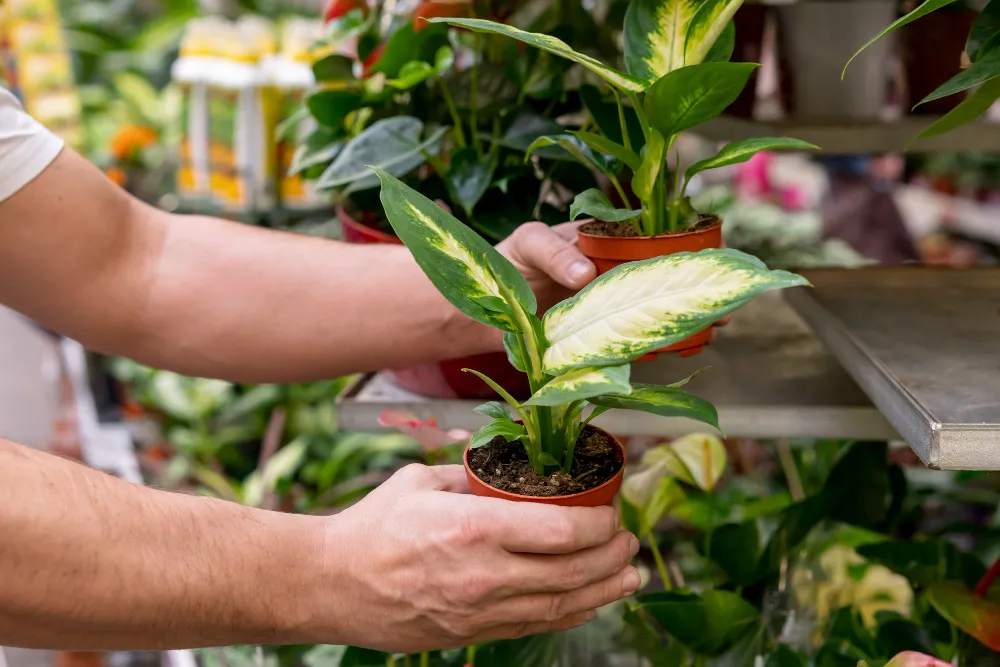 Proven Tips for Gardening at Home for a Thriving Garden
