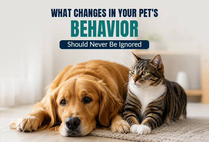 What Changes in Your Pet's Behavior Should Never Be Ignored?