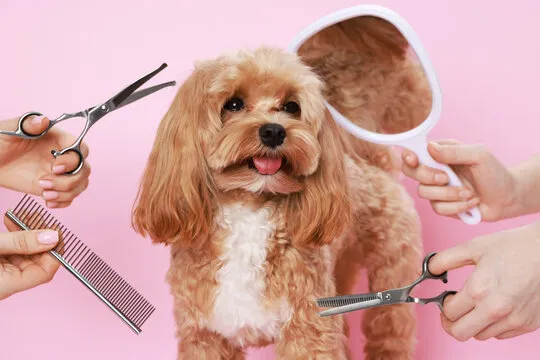 Dog Grooming Monrovia: How to Build a Consistent Grooming Routine