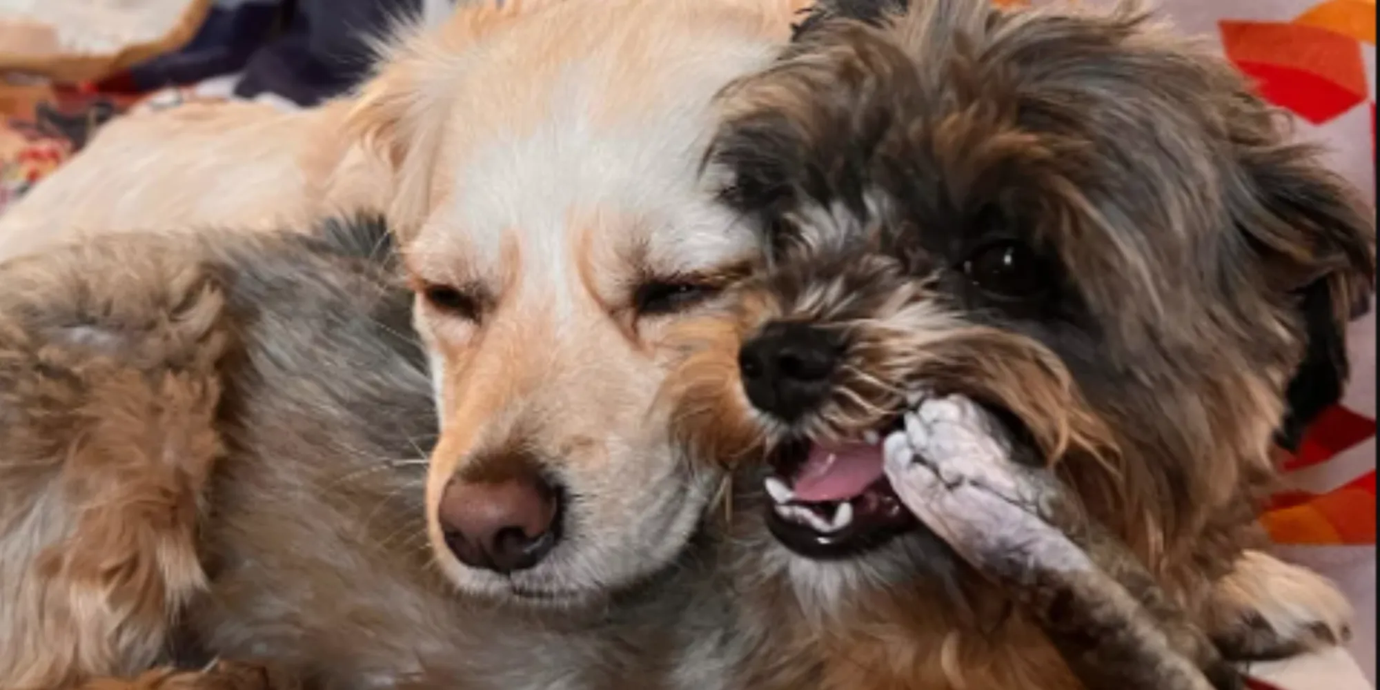 Why Natural Dog Chews Are a Better Choice for Your Dog’s Health