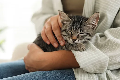 Your Pet Doesn't Have to Sleep Alone: The Benefits of Overnight Pet Sitting