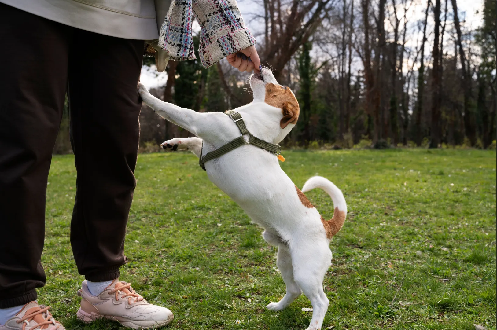 Is Dog Training Arroyo Grande Better With Camp or Boarding?