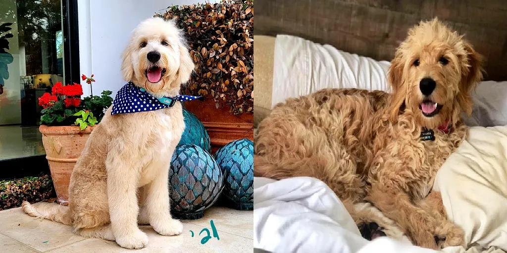 Picking the Right Sizes of Goldendoodle When You've Never Owned a Dog