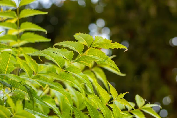 Why Neem Oil for Plants Is the Ultimate Organic Fungal Defense