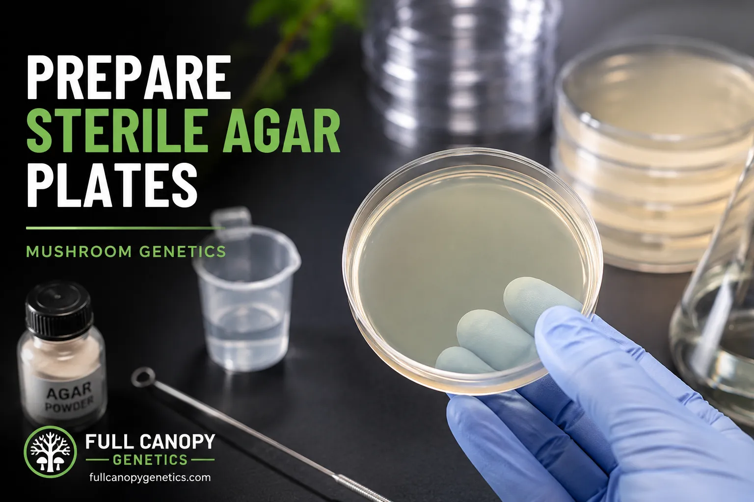 How to Prepare a Sterile Agar Plate for Cultivation