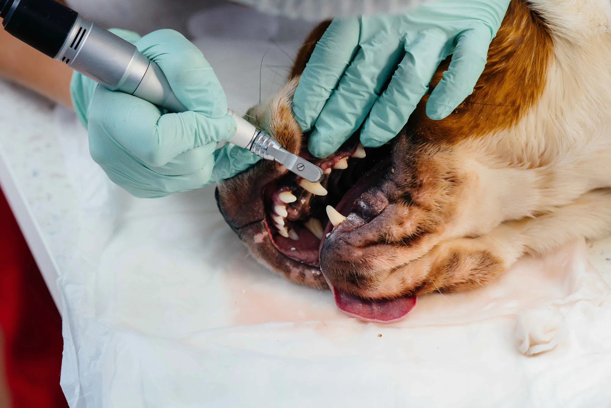 Dog Teeth Cleaning: How to Keep Your Dog’s Smile Healthy