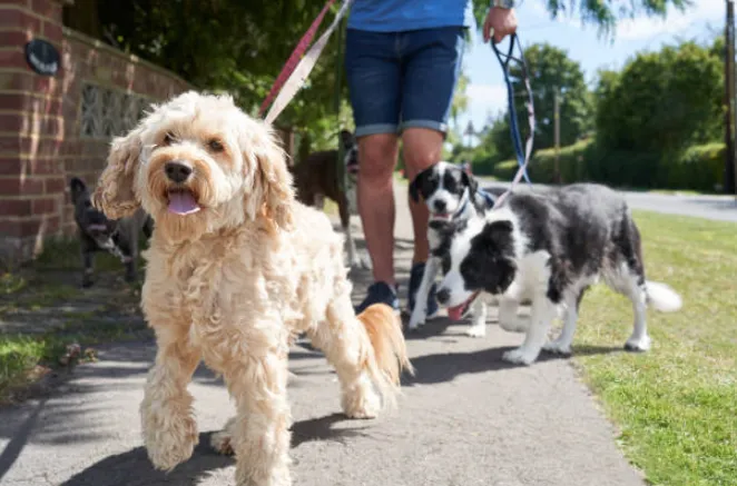 How Essential Dog Walking Tips Help Prevent Sudden Trail Injuries