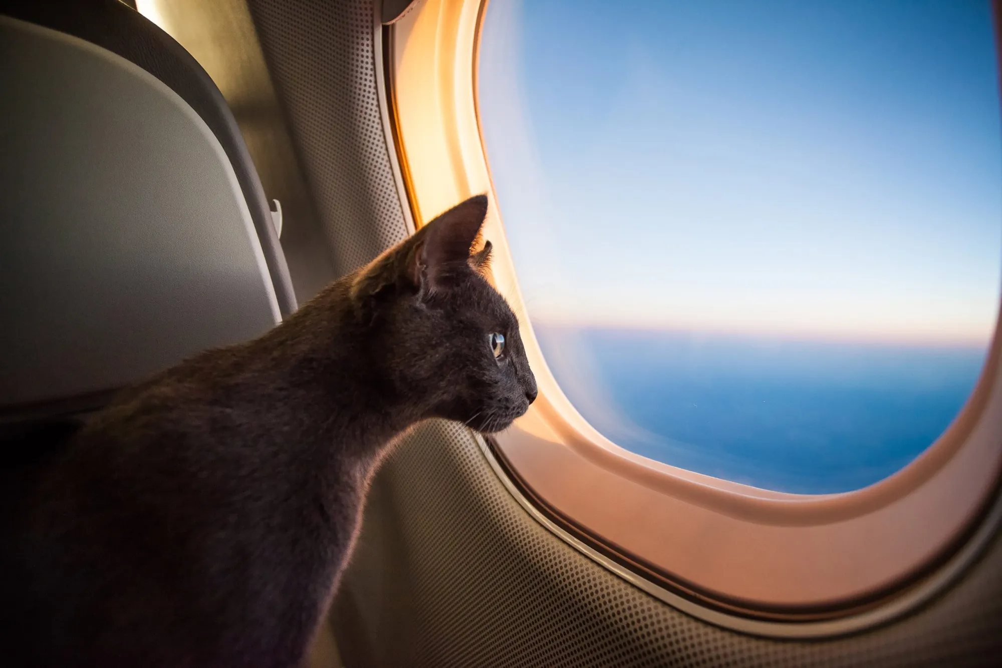 Pet Relocation International: A Practical Guide to Moving Pets Overseas