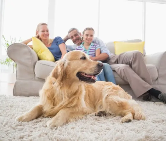 Why DIY Methods May Not Solve Pet Odors: Pet Stain and Odor Removal Myrtle Beach