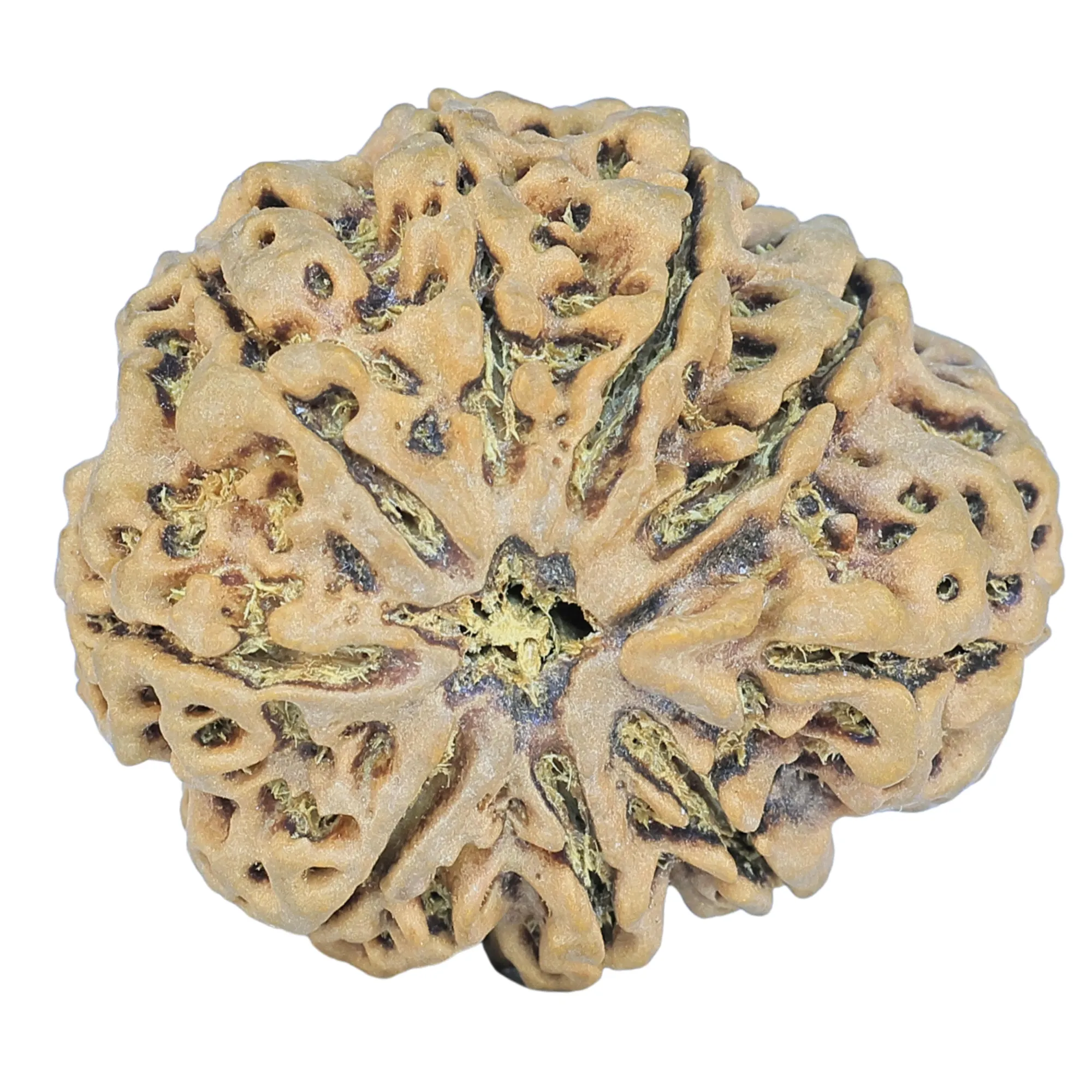 9 Mukhi Rudraksha Benefits: Protection, Courage & Success