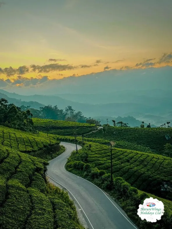 Kerala Tour Packages with Munnar, Thekkady & Alleppey