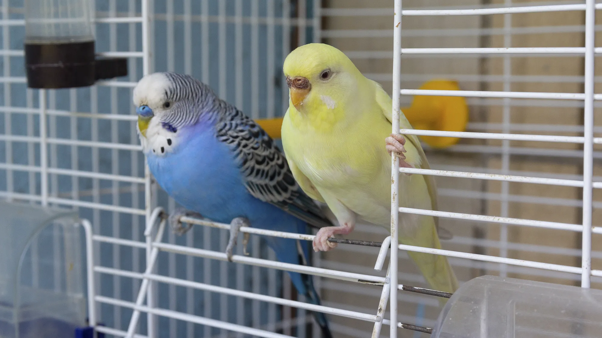 Why the Bird Cage Is the Most Important Purchase a New Bird Owner Makes