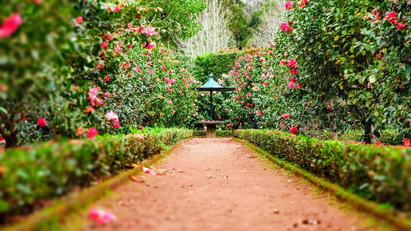 The Complete Guide to Planning a Landscape Renovation That Lasts for Years