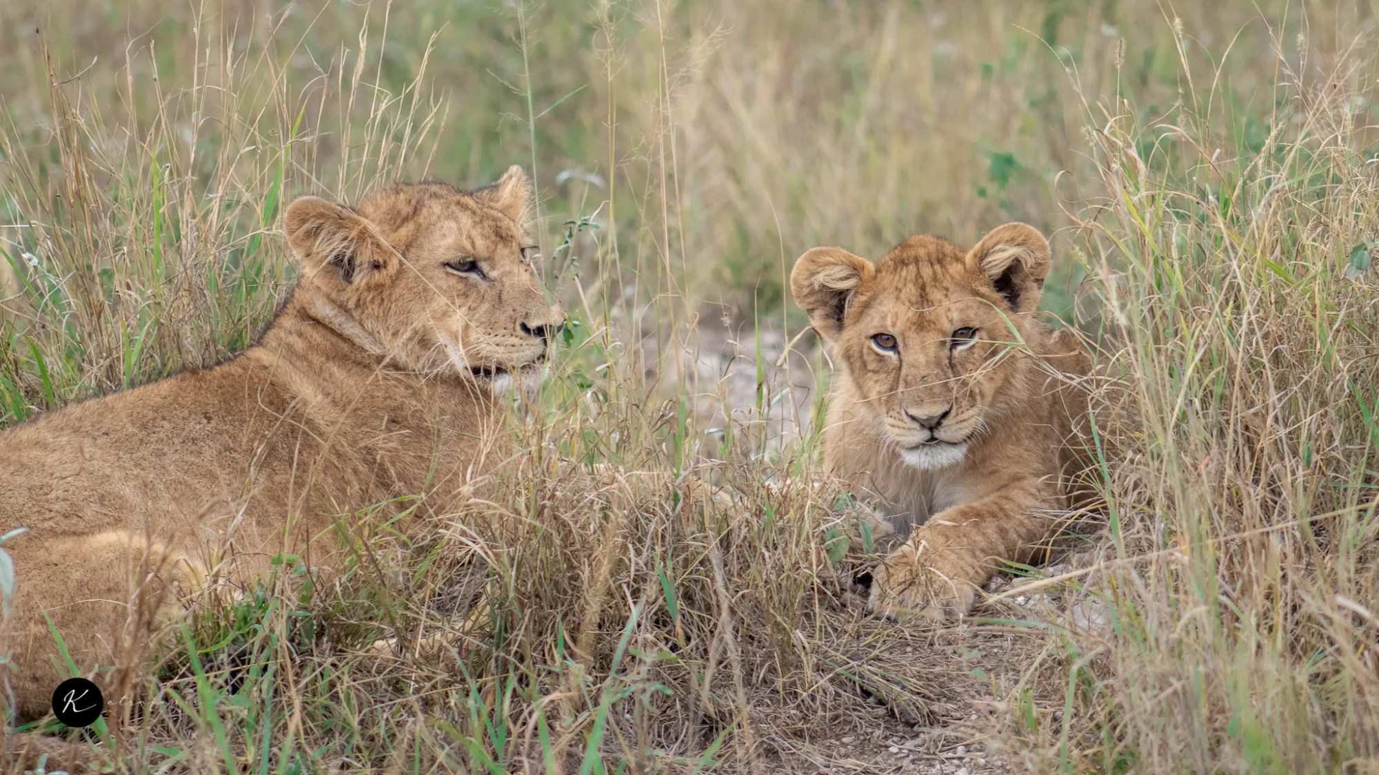 Amboseli National Park: The Best Place to See Elephants Against Mount Kilimanjaro