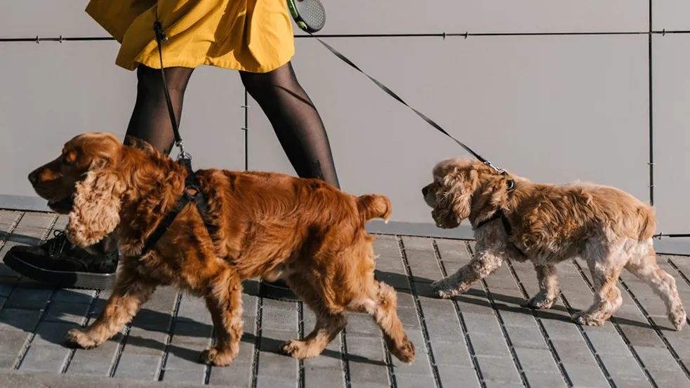 Top-Rated Dog Walking Service in Boulder, Colorado | Book Today
