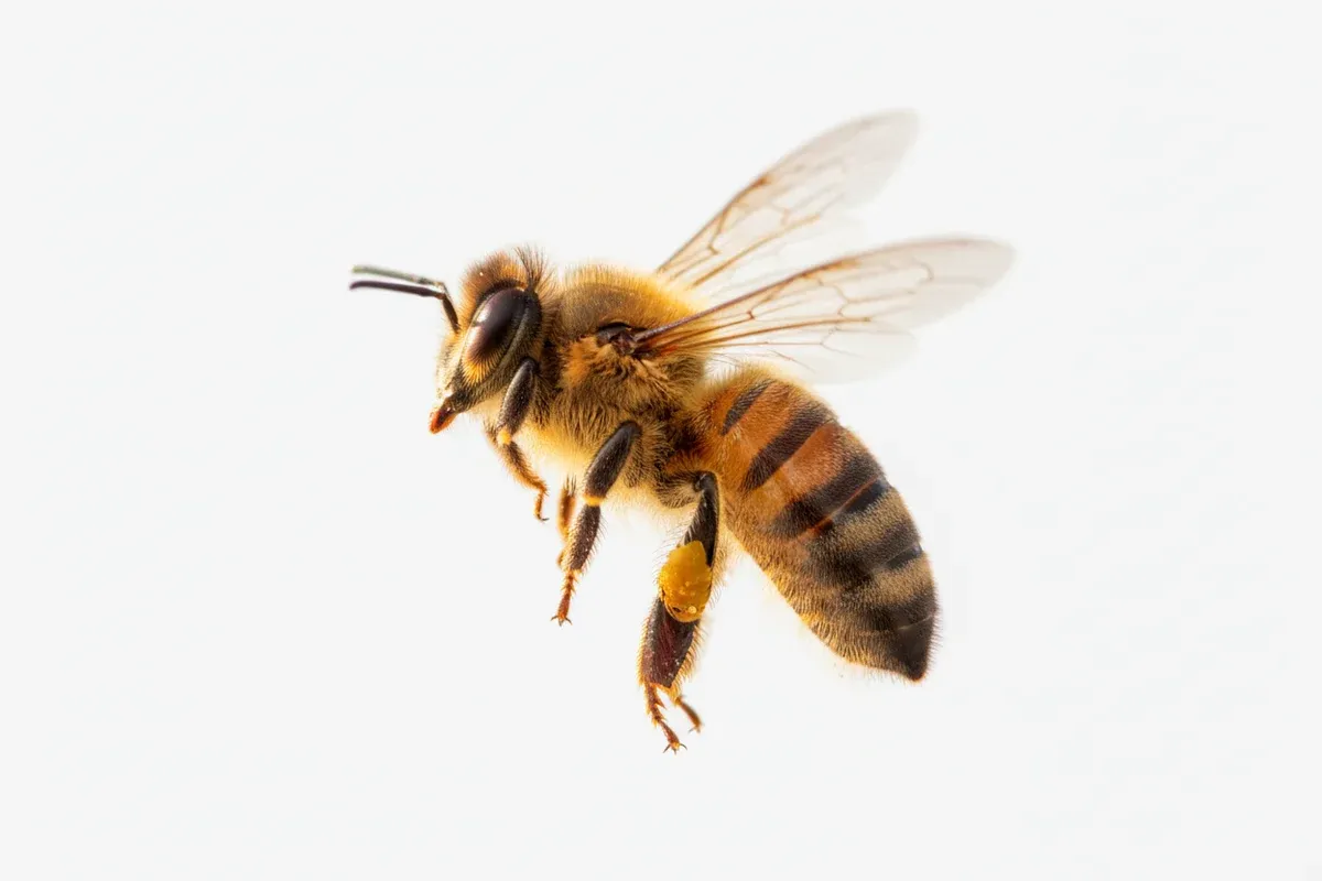 Finding a Honey Supplier You Don’t Have to Second-Guess