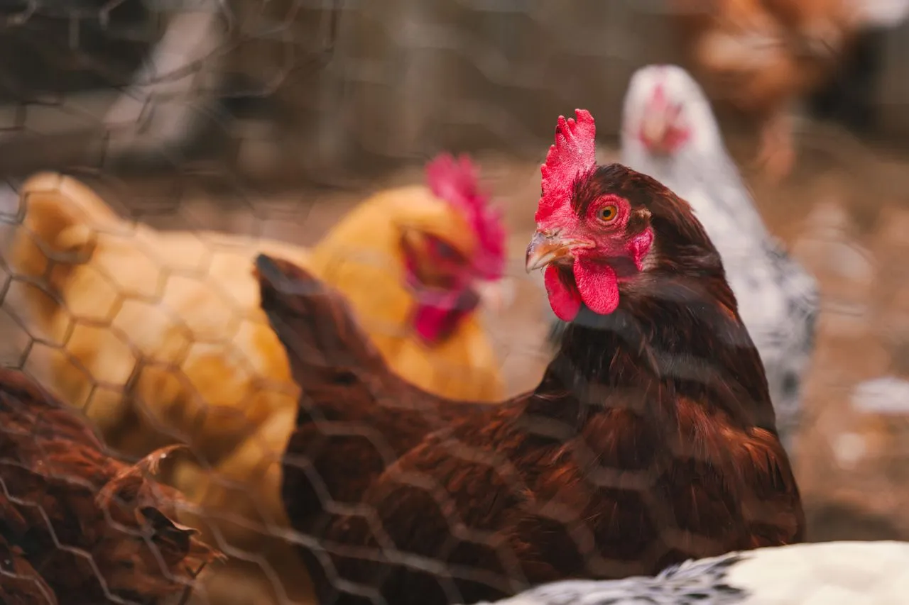 7 Common Poultry Care Mistakes to Avoid