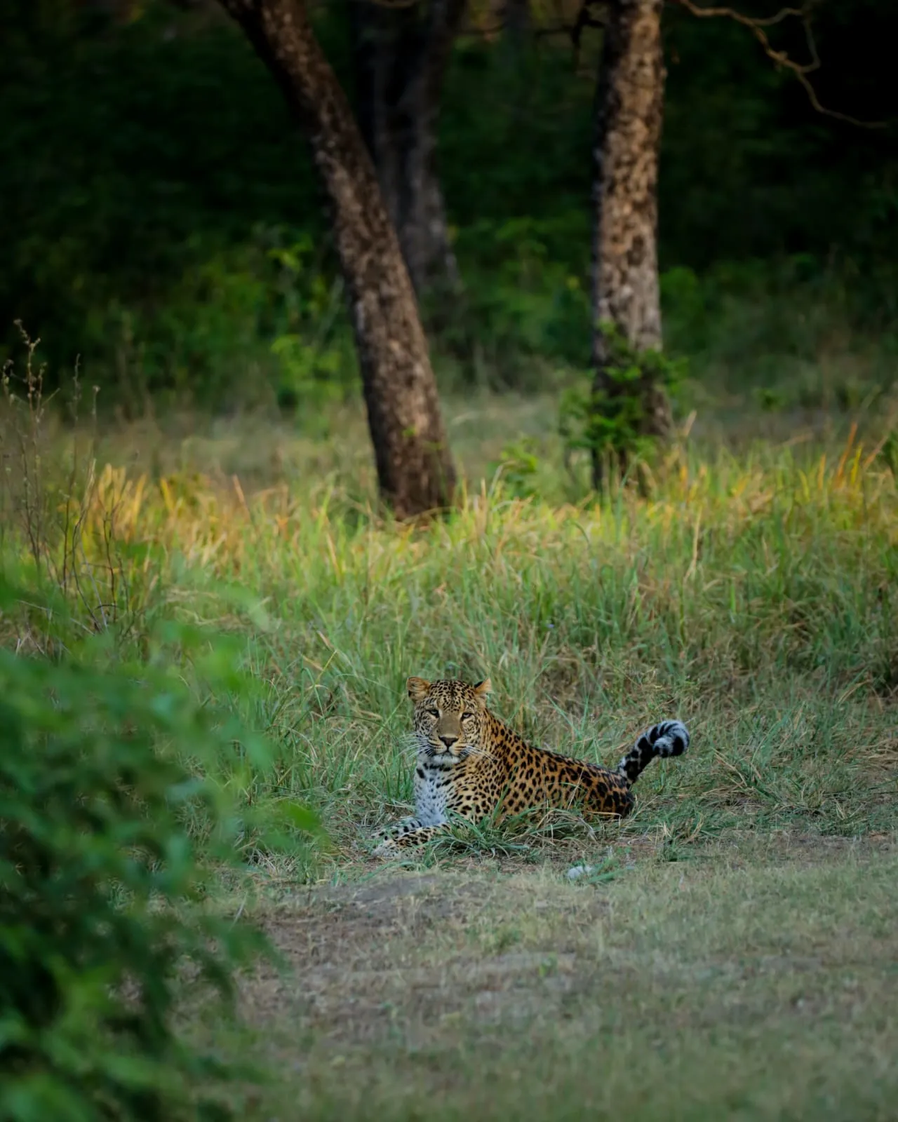 Rajaji National Park Safari: Complete Guide to Wildlife, Zones & Jungle Adventures in 2026