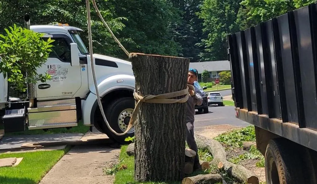 What Are Advantages of Working with the Local Tree Removal Company?