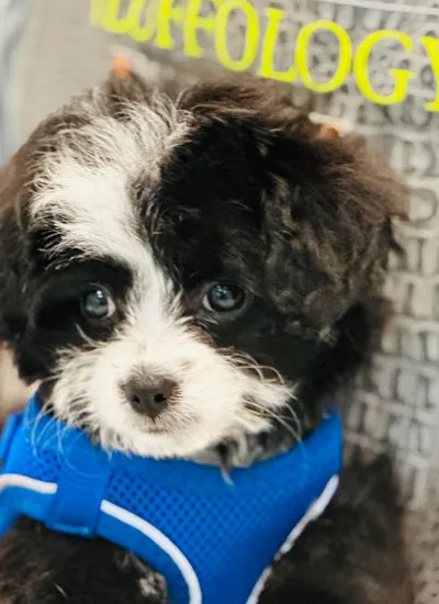 How to Choose the Right Dog Grooming Packages for Your Dog's Coat Type
