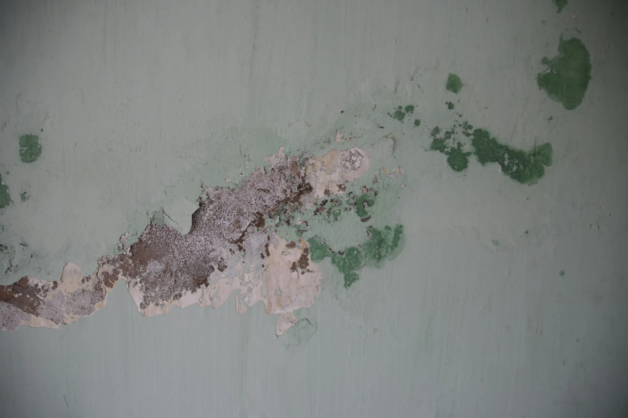Mold Remediation: What Actually Happens (And Why You Need a Pro)